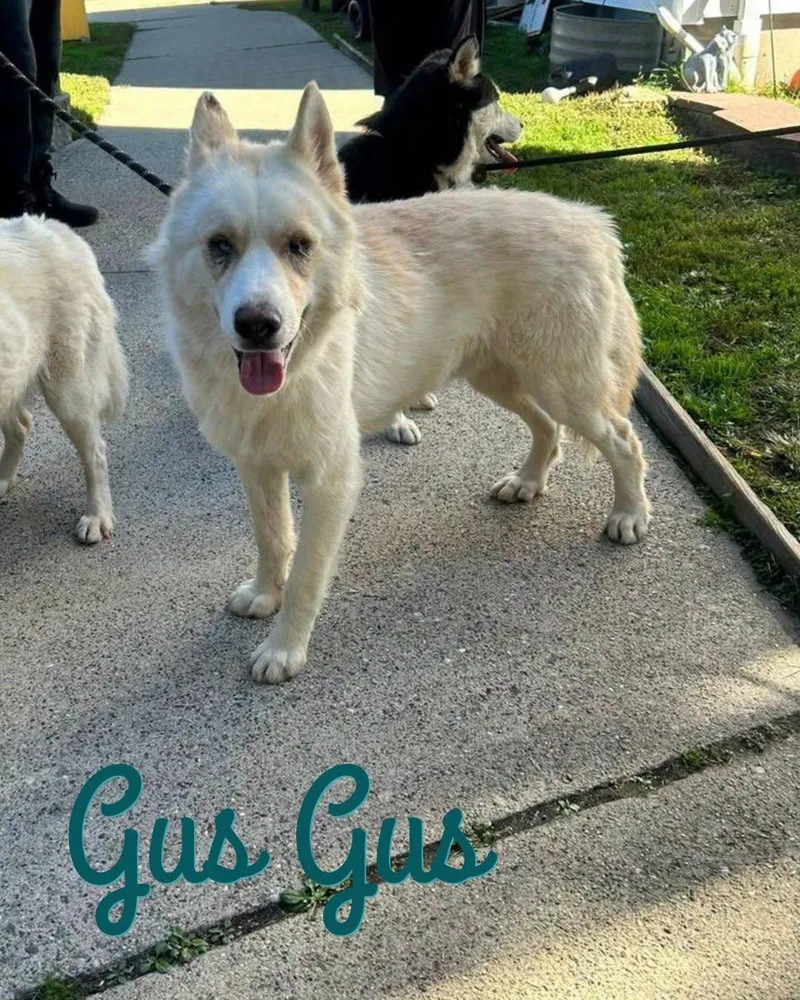 A baby large-sized male Siberian Husky dog named Gus Gus for adoption in North Haledon, NJ