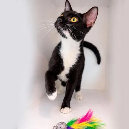 An adult medium-sized male Domestic Short Hair cat named Honey for adoption in Voorhees, NJ