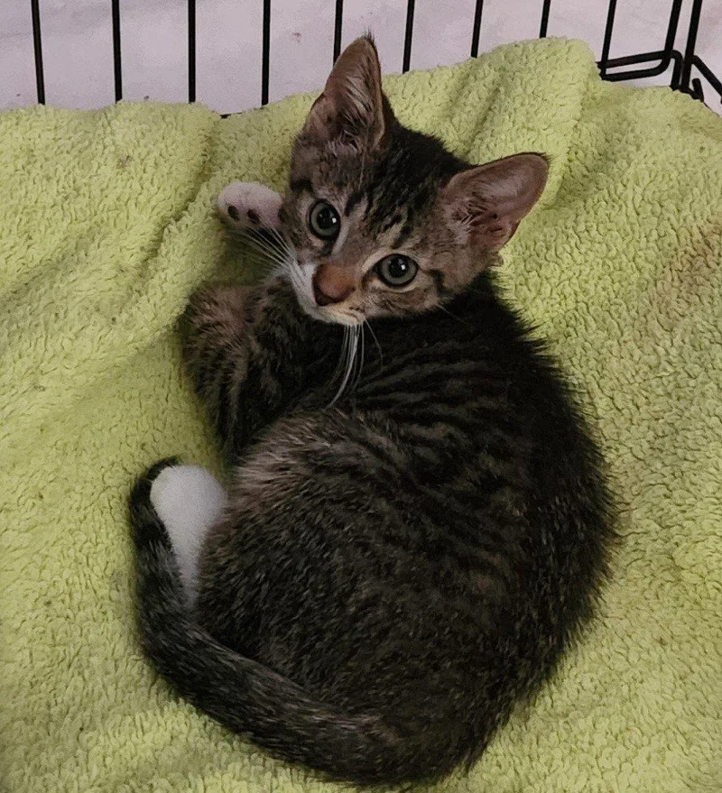 A baby small-sized male Tabby (Brown / Chocolate) Domestic Short Hair cat named Fjord for adoption in Raleigh, NC