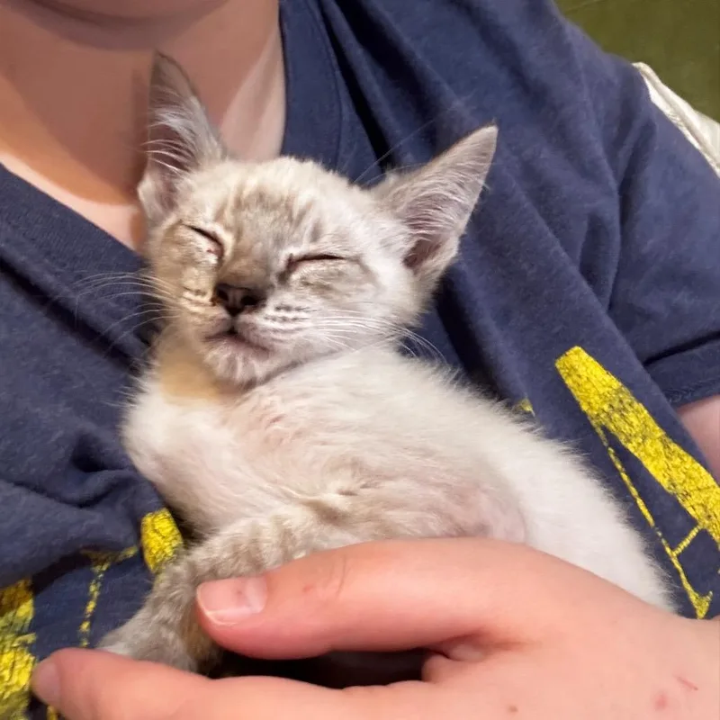 A baby small-sized male Siamese cat named Skull for adoption in Spokane, WA