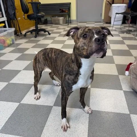 Tigeress thumbnail 2