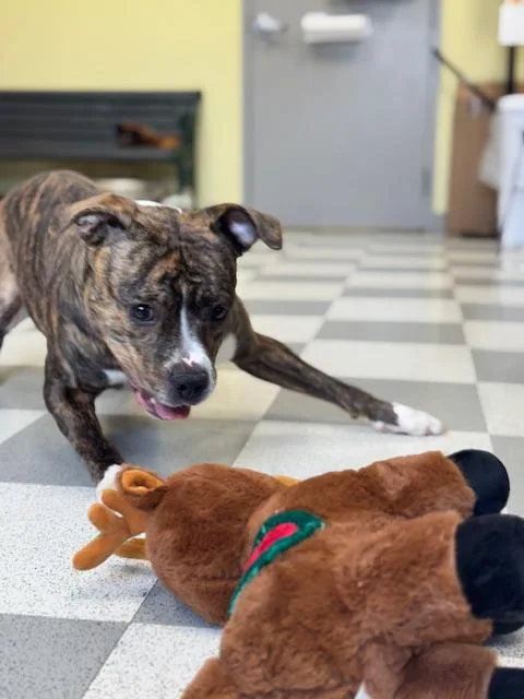 Tigeress thumbnail 3