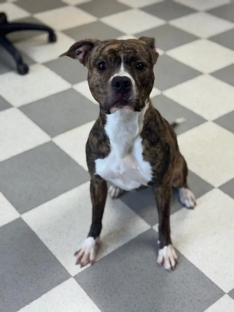 Tigeress thumbnail 4