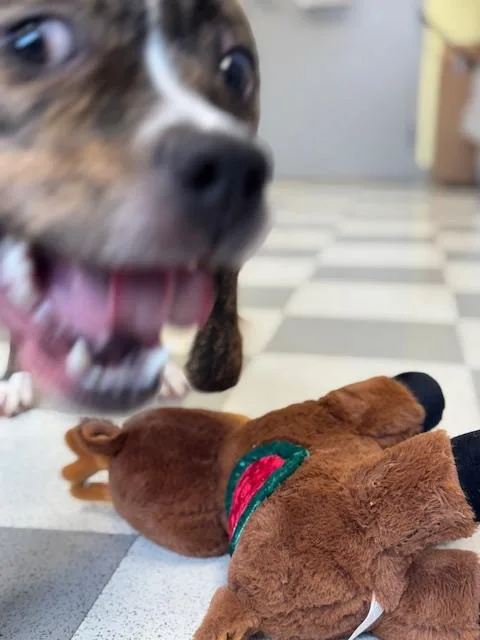 Tigeress thumbnail 5