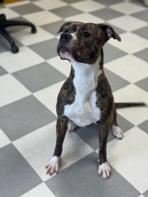 Tigeress thumbnail 6