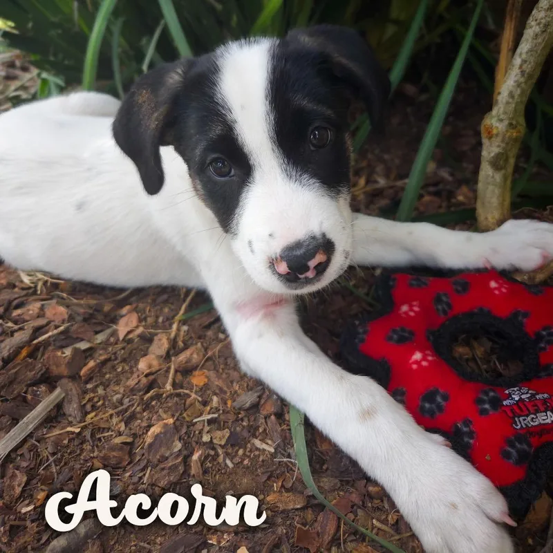 Acorn thumbnail 2