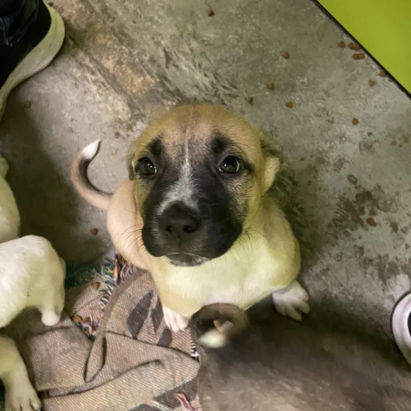 A baby small-sized male Yellow / Tan / Blond / Fawn Mixed Breed dog named Bugs for adoption in Spokane, WA