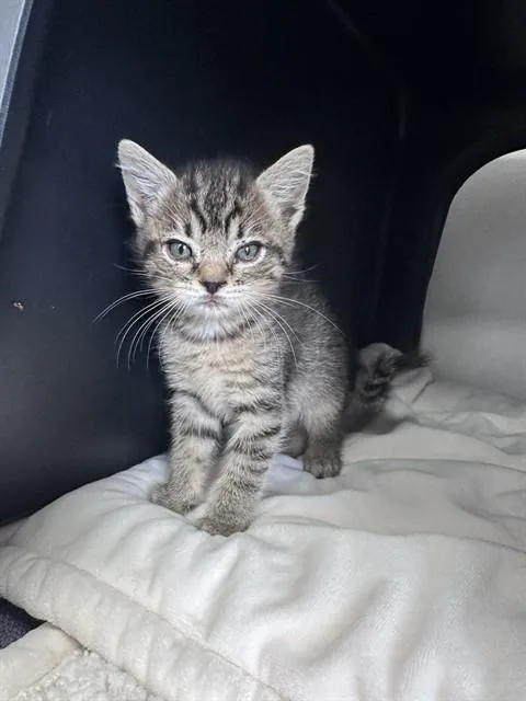A baby small-sized female Domestic Short Hair cat named Pebble for adoption in Ontario, CA