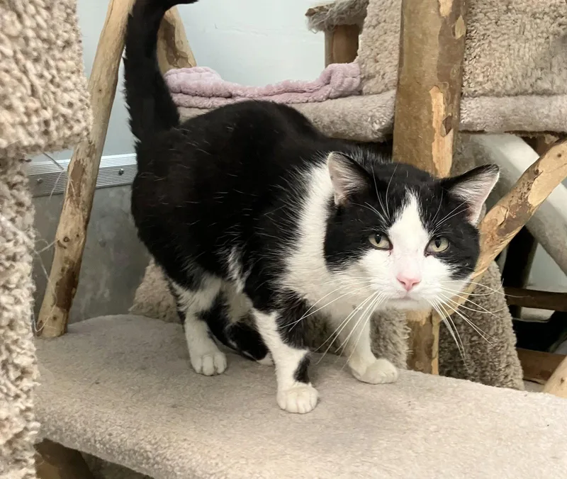 Montieth thumbnail 2