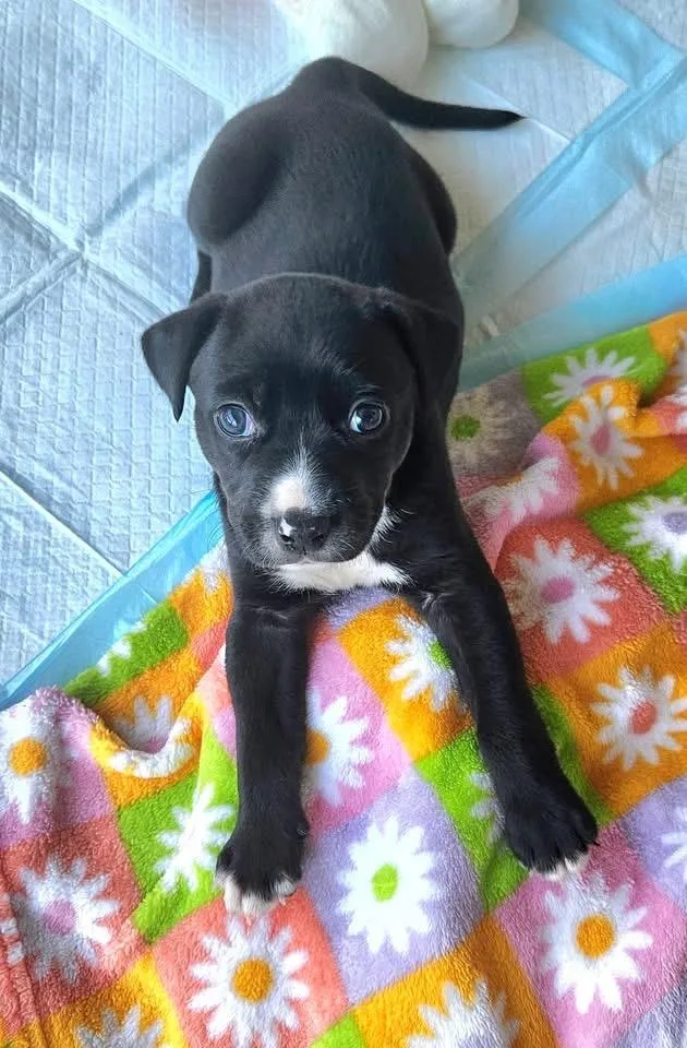 A baby medium-sized female Labrador Retriever dog named Cameron for adoption in Berlin, NJ