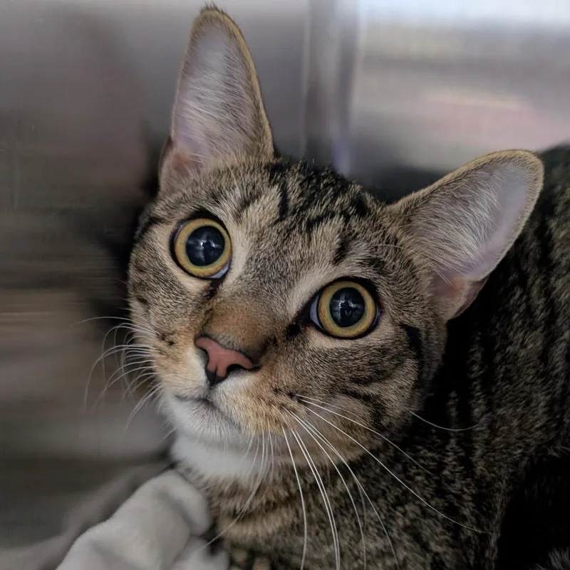 A young medium-sized male Brown / Chocolate Domestic Short Hair cat named Peter for adoption in Blairsville, GA