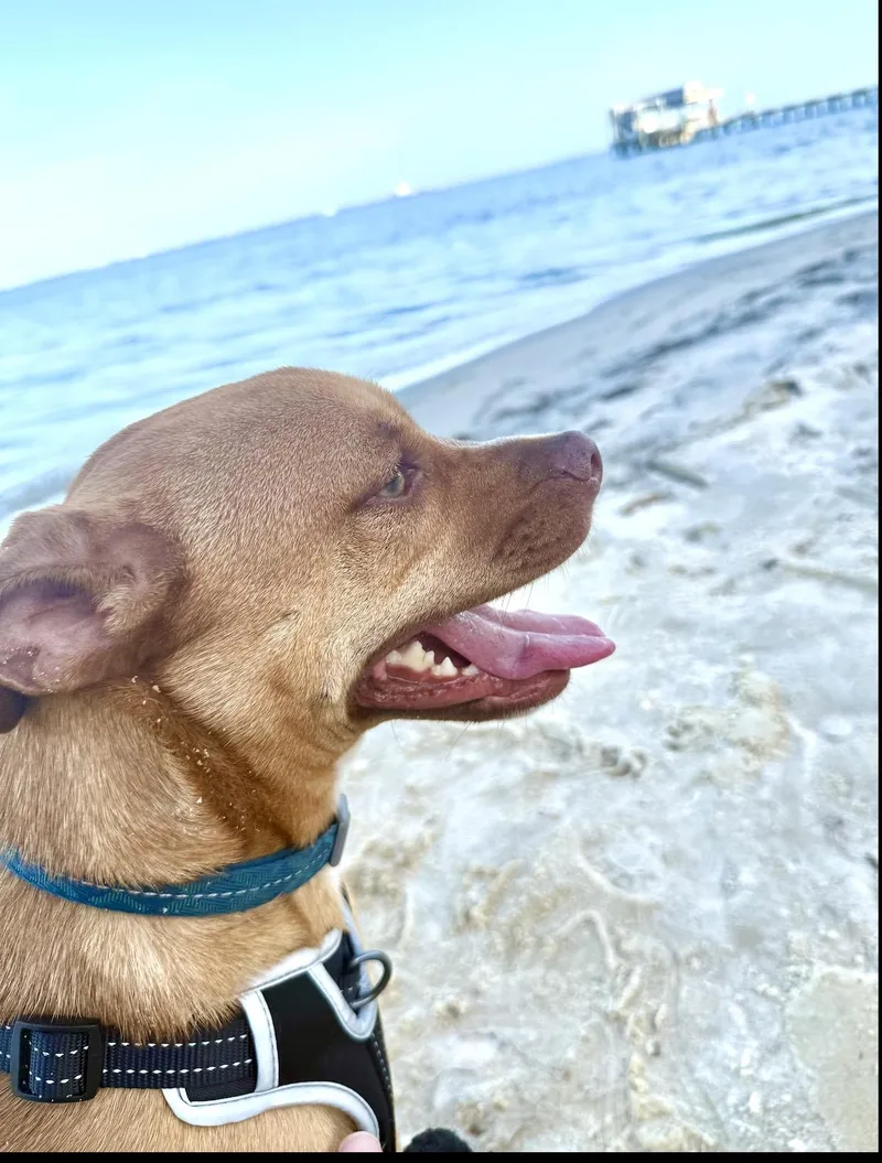 An adult medium-sized male Apricot / Beige Mixed Breed dog named Winston for adoption in Shalimar, FL