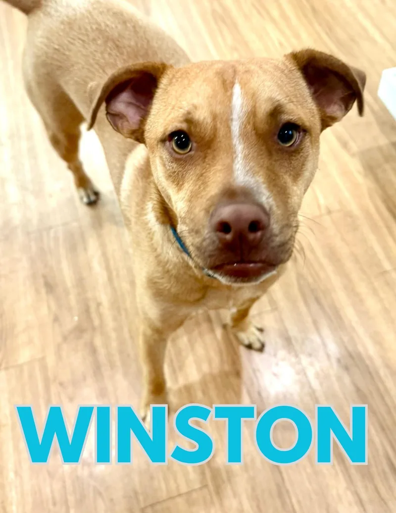 Winston thumbnail 3