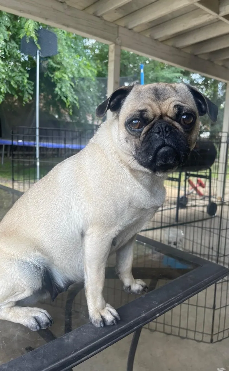 An adult small-sized female Pug dog named Coco for adoption in Fresno, CA