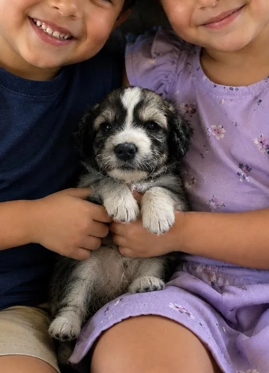 A baby small-sized male Tricolor (Brown, Black, & White) Bernedoodle dog named Ollie for adoption in Cerritos, CA