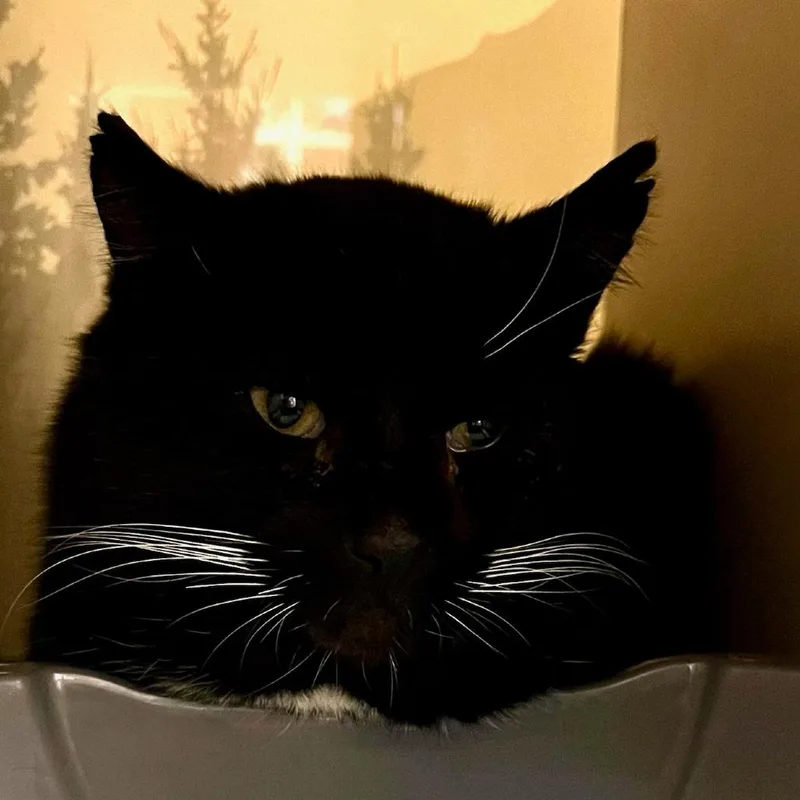 A senior large-sized male Domestic Short Hair cat named Working Cat Cookie Crisp for adoption in Tacoma, WA
