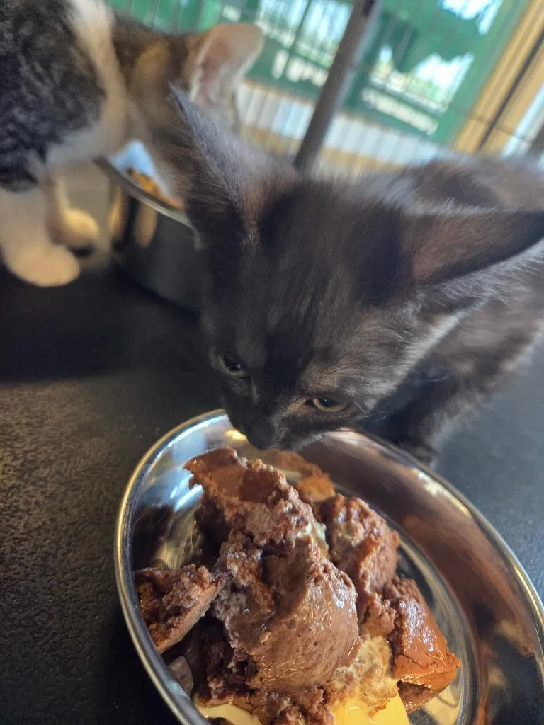 A baby small-sized male Domestic Short Hair cat named Joker for adoption in Bossier City, LA
