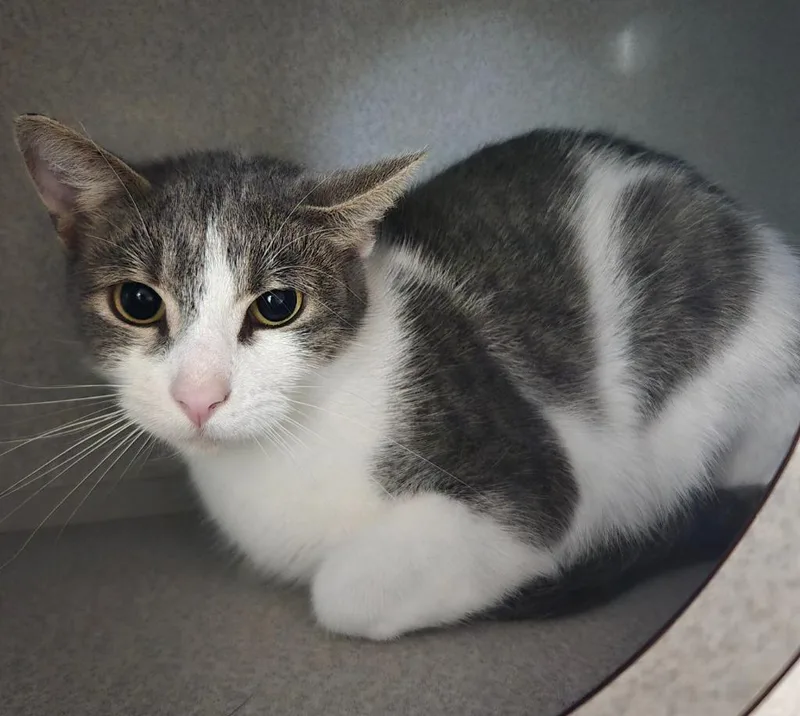 A young large-sized female Domestic Short Hair cat named Tiny for adoption in Viroqua, WI