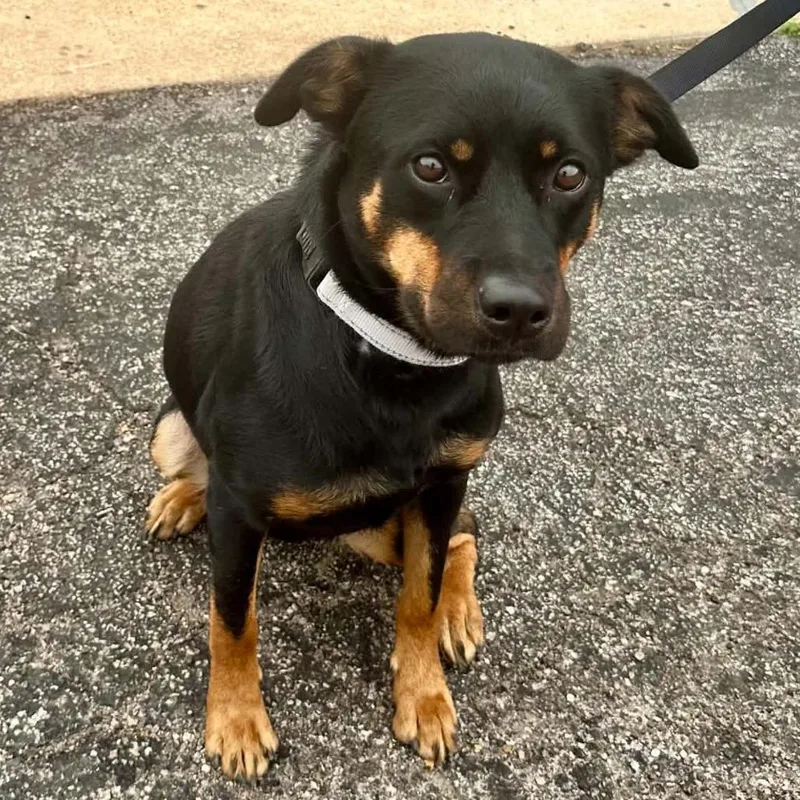 Emoticon K thumbnail 2