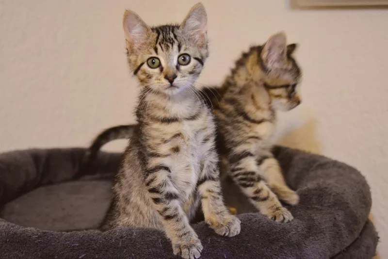 A baby small-sized female Domestic Short Hair cat named Crostini for adoption in Blanchard, OK