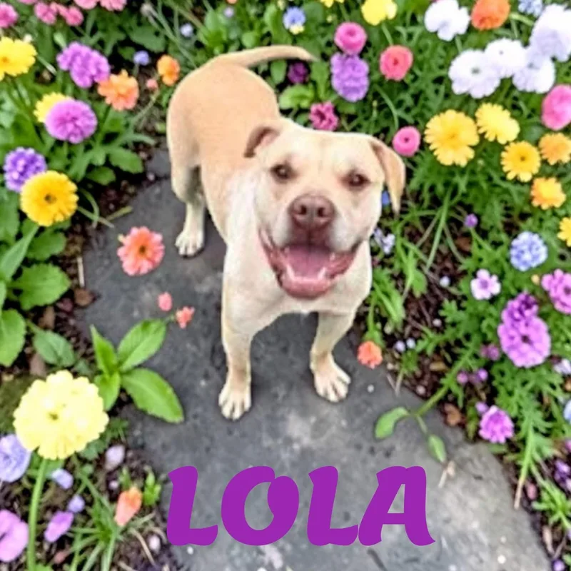 An adult medium-sized female Labrador Retriever dog named Lola for adoption in Taunton, MA
