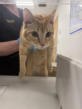 An adult medium-sized male Domestic Short Hair cat named Theo for adoption in Shreveport, LA