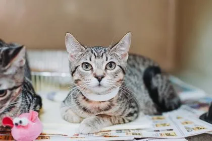 A young small-sized female Domestic Short Hair cat named a Porsche for adoption in North Charleston, SC