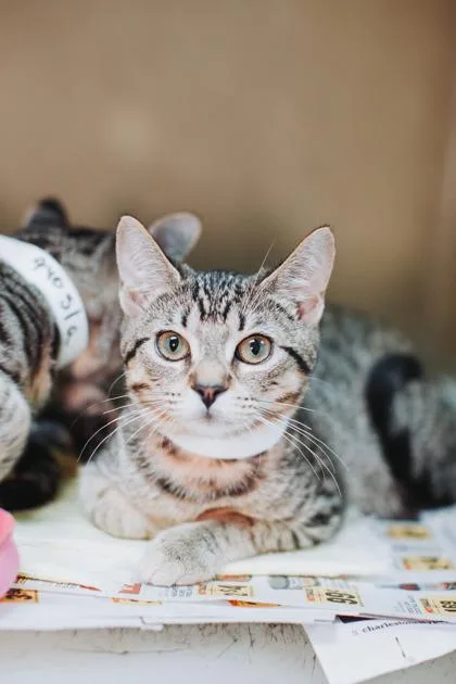 a Porsche thumbnail 2