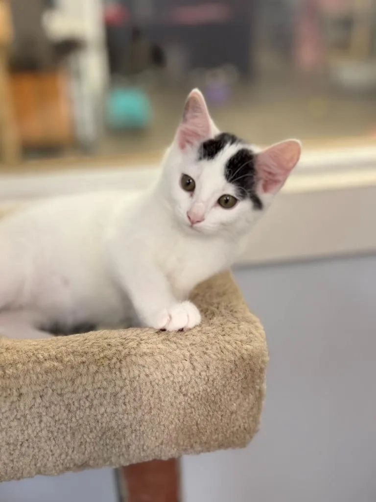 A baby small-sized male Domestic Short Hair cat named Koala for adoption in Algona, IA