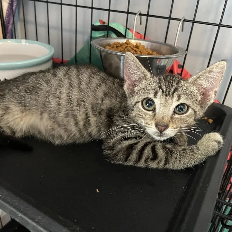 A baby small-sized female Brown / Chocolate Domestic Short Hair cat named Scorpion for adoption in Granville, OH