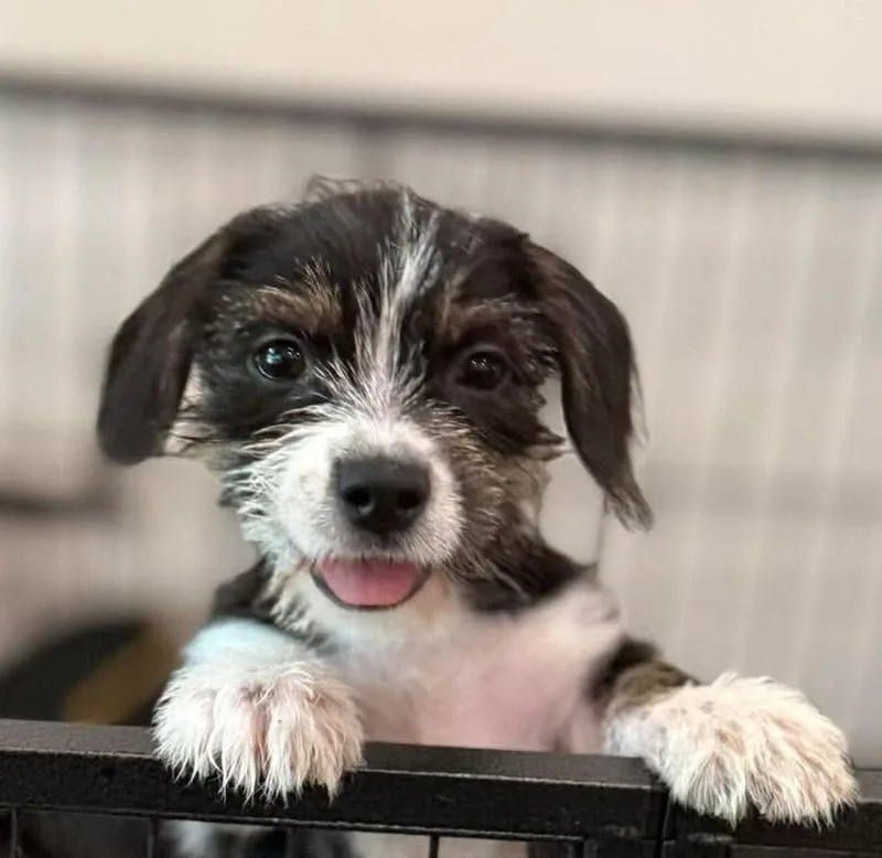 A baby small-sized female Tricolor (Brown, Black, & White) Cockapoo dog named BonnieLou for adoption in Syracuse, NY