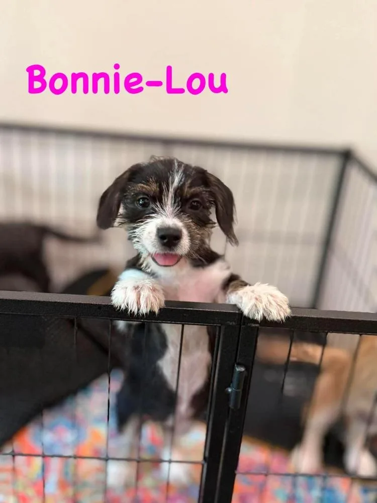 BonnieLou thumbnail 3