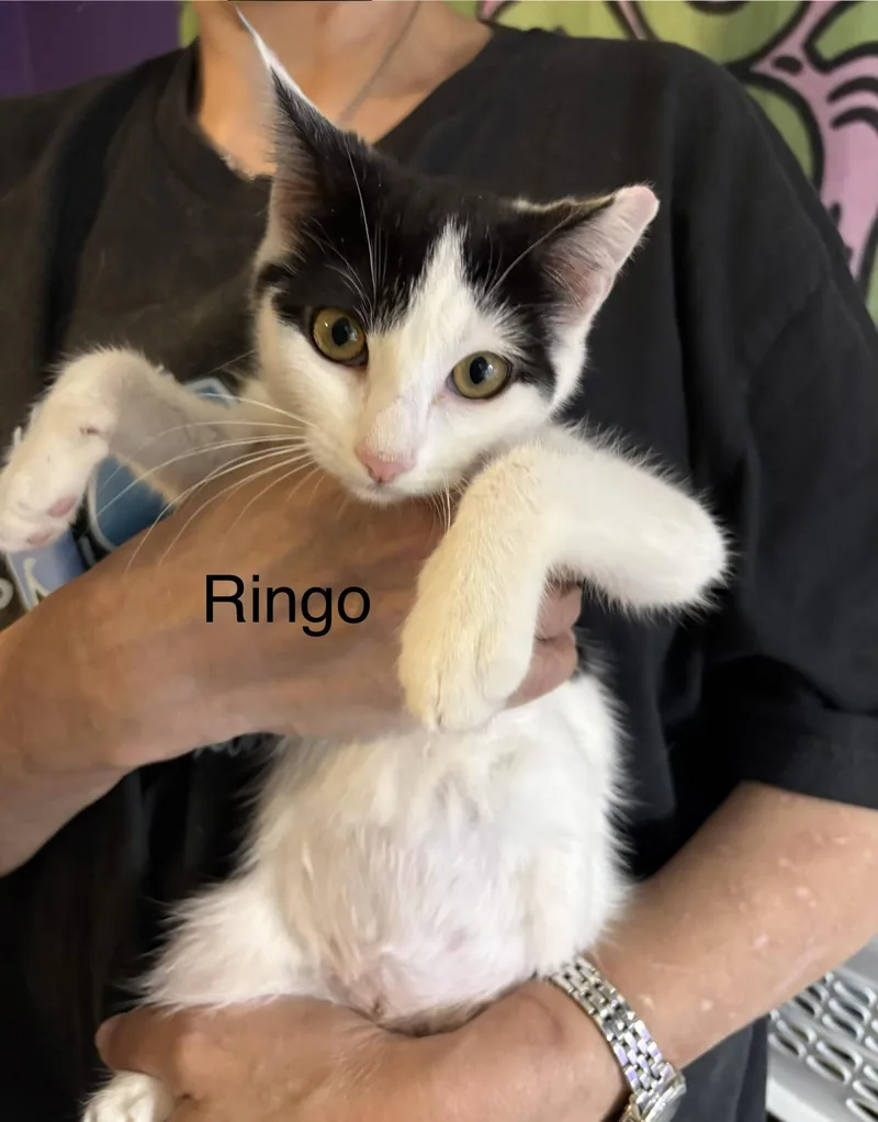 A baby medium-sized female Black & White / Tuxedo Domestic Short Hair cat named Ringo for adoption in Roslyn Heights, NY