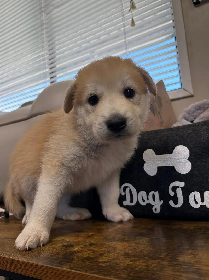 A baby small-sized female Yellow / Tan / Blond / Fawn Husky dog named Bagel for adoption in Oakdale, CA