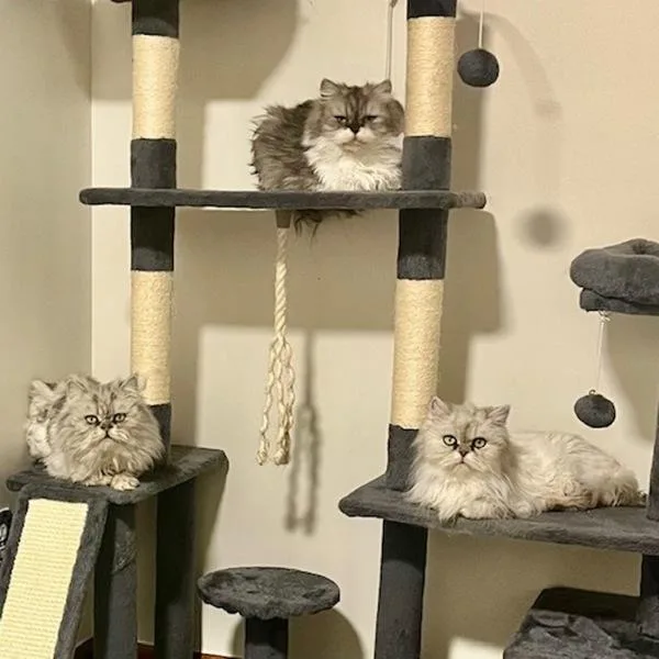 Lulu  Bonded Buddy thumbnail 2