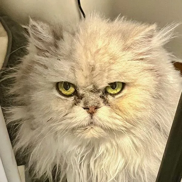 Lulu  Bonded Buddy thumbnail 3