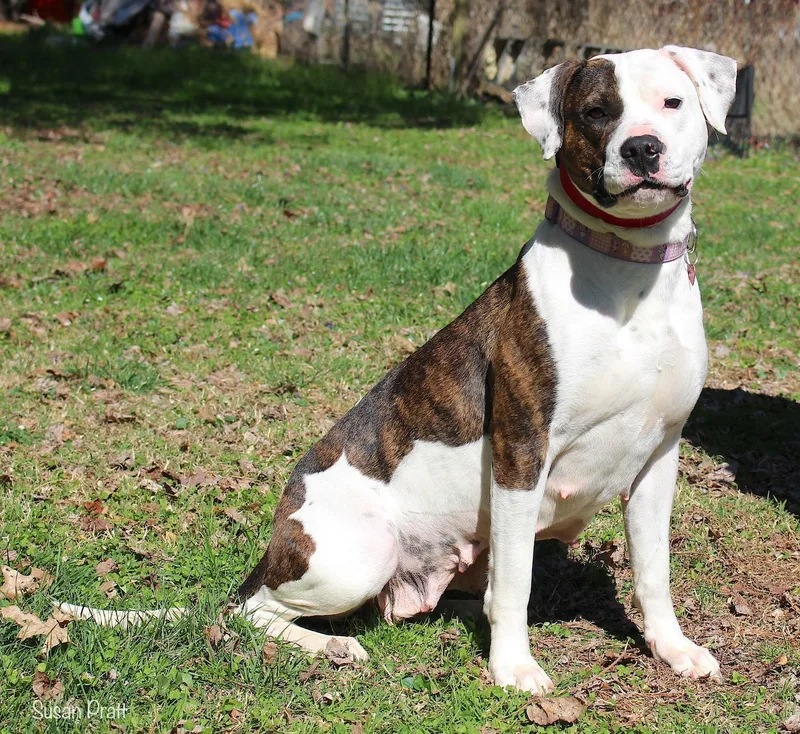 An adult large-sized female White / Cream Boxer dog named Angel for adoption in Bedford, VA
