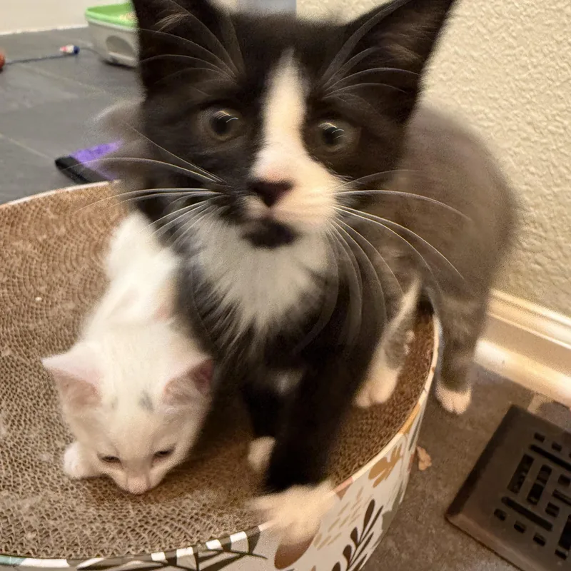 A baby medium-sized male Black & White / Tuxedo American Shorthair cat named Thor for adoption in Hickory, NC