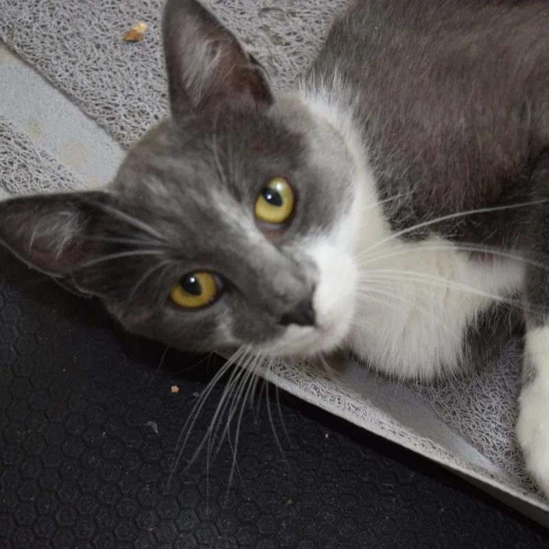 A young medium-sized female Domestic Short Hair cat named Viola for adoption in SLIPPERY ROCK, PA