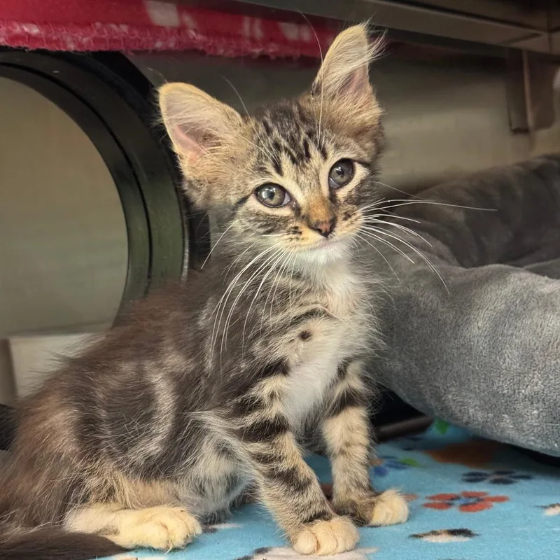 A baby small-sized male Gray / Blue / Silver Domestic Short Hair cat named Marbles for adoption in Austin, TX