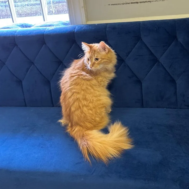 A young medium-sized male Orange & White Domestic Long Hair cat named Tobias for adoption in Monroe, NC
