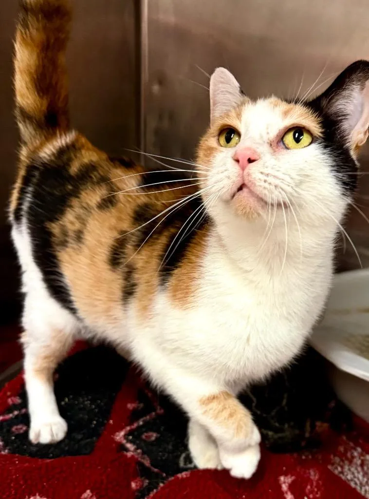 An adult medium-sized female Domestic Short Hair cat named Riley for adoption in Lima, OH