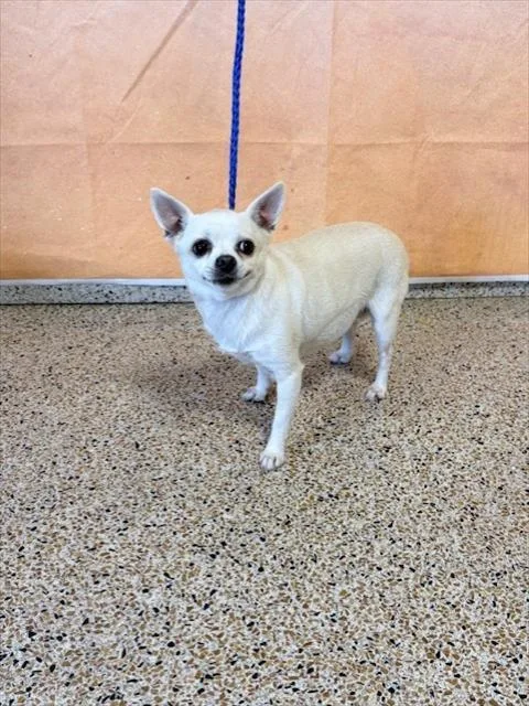 An adult small-sized female Chihuahua dog named Tiny for adoption in Miami, FL