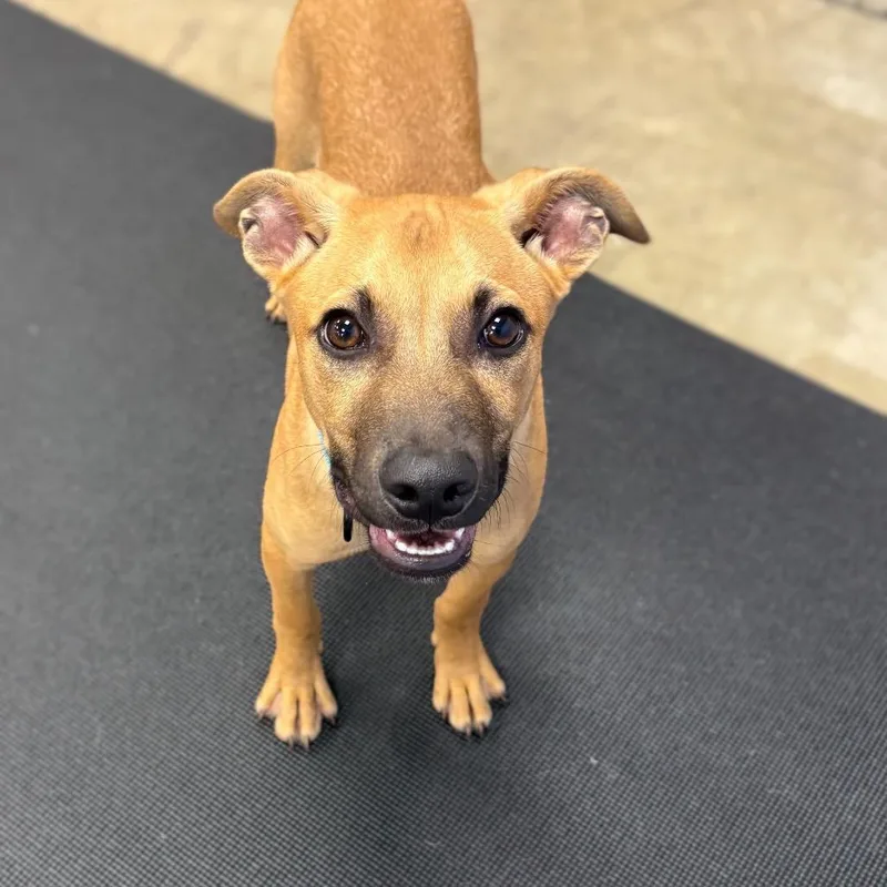A baby small-sized male Yellow / Tan / Blond / Fawn Mixed Breed dog named Fresh for adoption in New York, NY