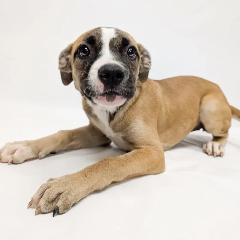A baby small-sized female Pit Bull Terrier dog named Megan for adoption in Parker, CO