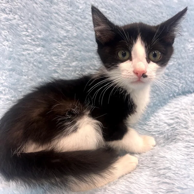 A baby small-sized female Black Domestic Short Hair cat named Maudie for adoption in Park City, UT