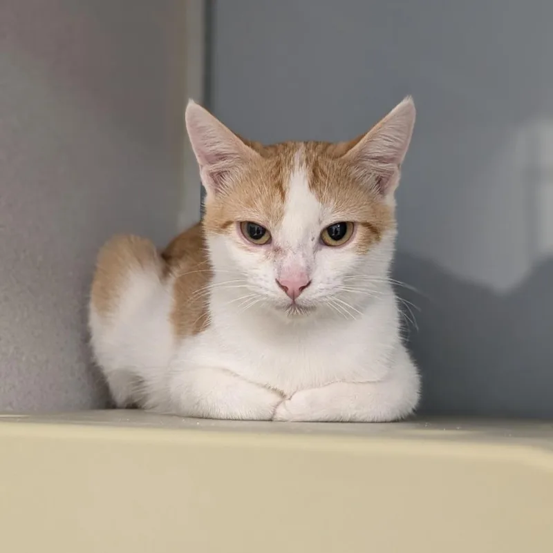 A baby medium-sized female Domestic Short Hair cat named Tawny and for adoption in Shoreline, WA
