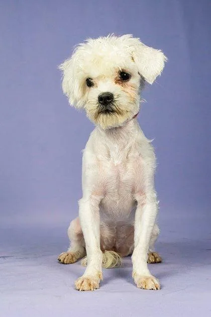 A young small-sized female Mixed Breed dog named Mary Puppins Aka Dogpool for adoption in Pleasanton, CA