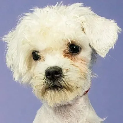 Mary Puppins Aka Dogpool thumbnail 2