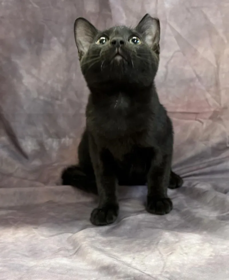 A baby medium-sized male Domestic Short Hair cat named Archer for adoption in Springfield, GA
